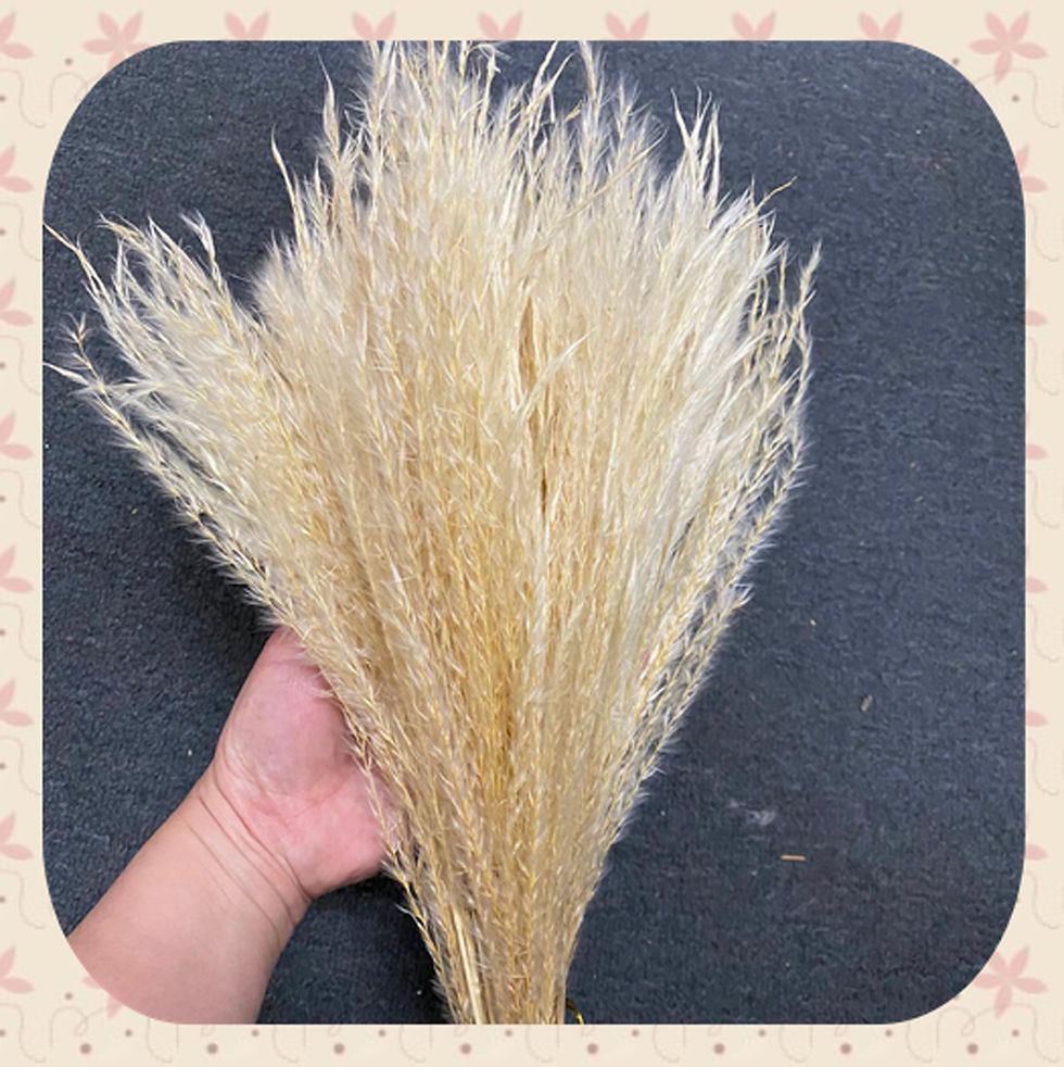 Thumbnail: 26" Dried Natural Pampas Grass Pompous Grass Dried Flowers Wedding Home Décor