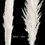 Thumbnail: 26" Dried Natural Pampas Grass and 48" Jumbo Reed Pure White Variation