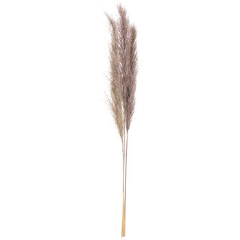 Thumbnail: Dried Natural Pampas Grass Reed and Jumbo Reed Variation