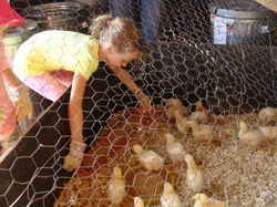 Feeding baby chicks on PEI
