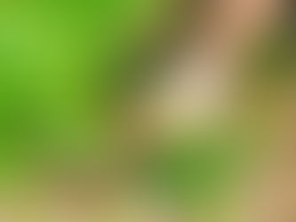 Tackling Weeds: Strategies for a Pristine Yard