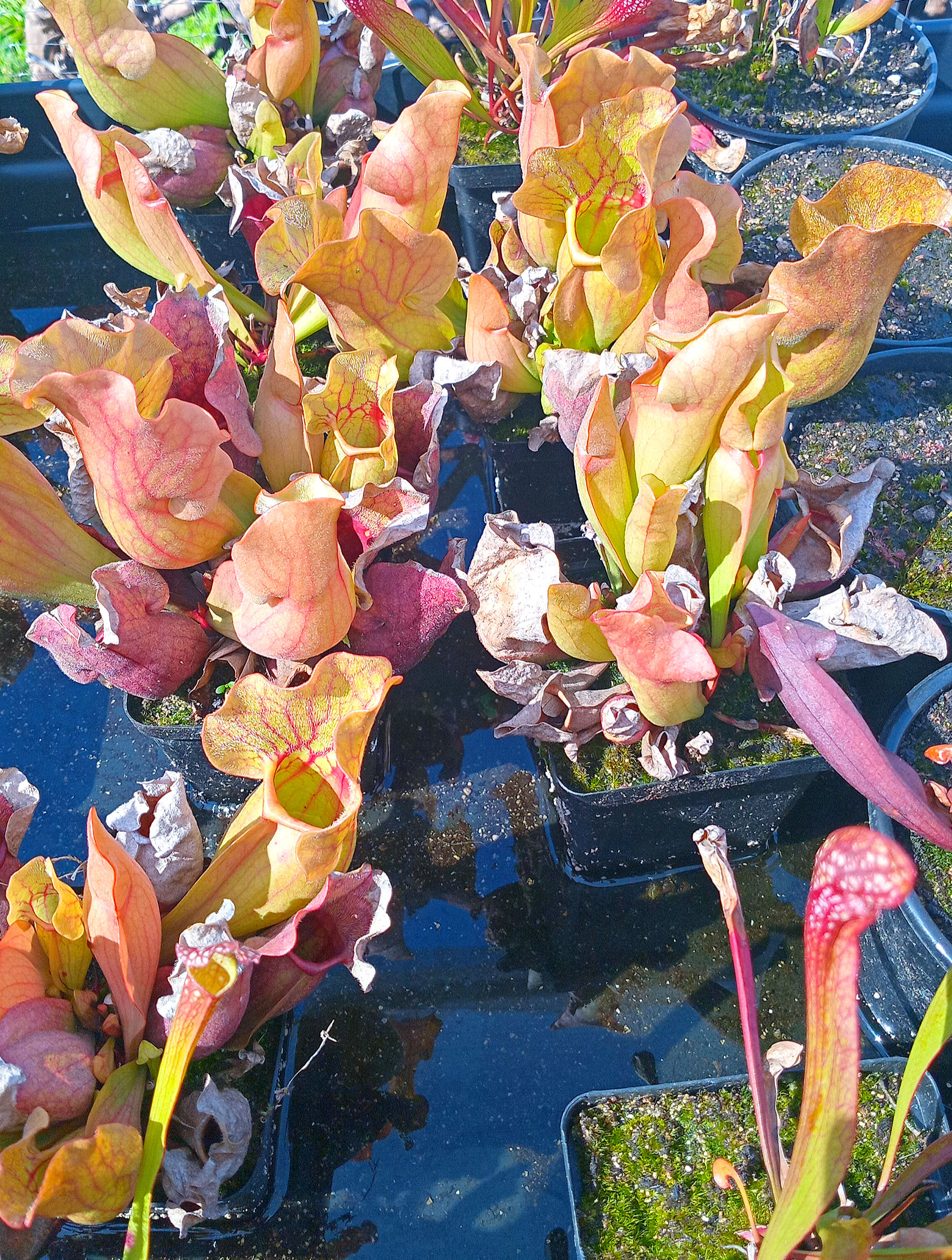 Pitcher plant - Sarracenia Purpurea XL