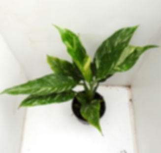 Spathiphyllum AUREA 'Jet Diamond' WYSIWYG (NR14)