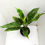 Thumbnail: Spathiphyllum AUREA 'Jet Diamond' WYSIWYG (NR14)