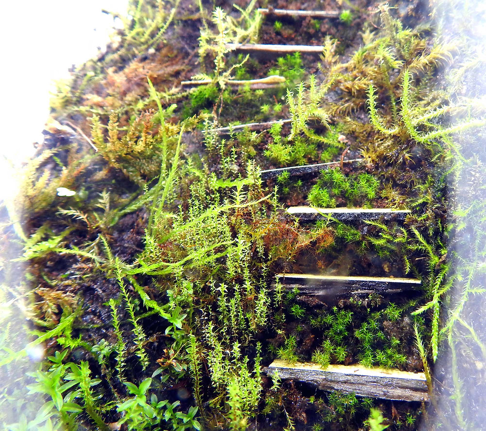 Mastering Terrarium Substrates Enhance Moss Growth with our Terrarium Mud