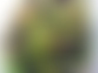 Mastering Terrarium Substrates: Enhance Moss Growth with our Terrarium Mud