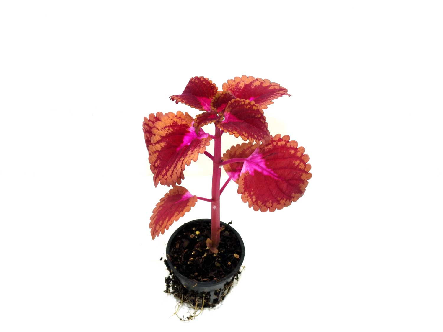 Coleus "alligator" plug