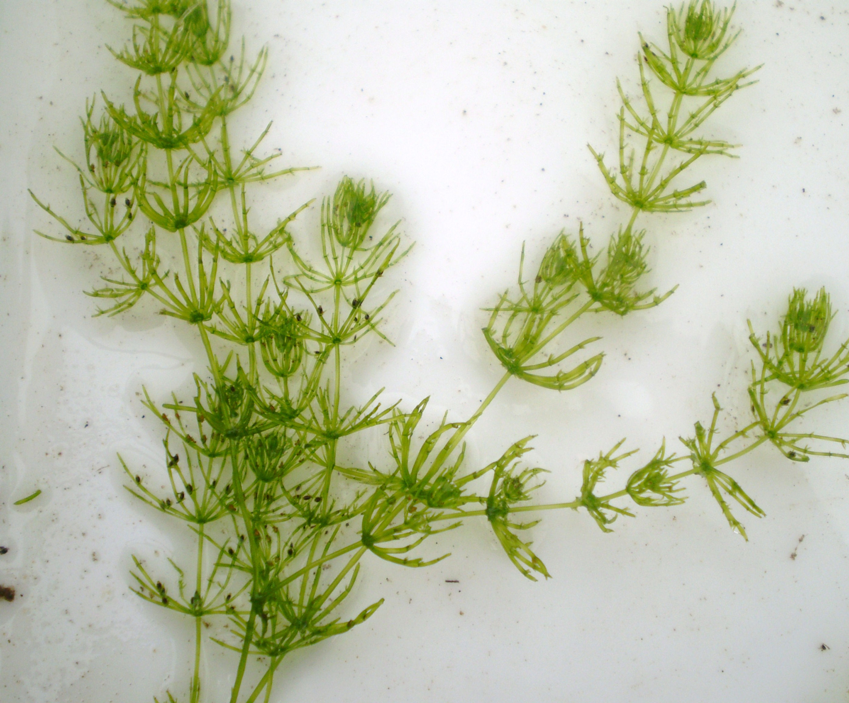 Stonewort (Muskgrass) - Cara sp. portion