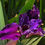 Thumbnail: Special Iris colour 16 - Iris Louisiana