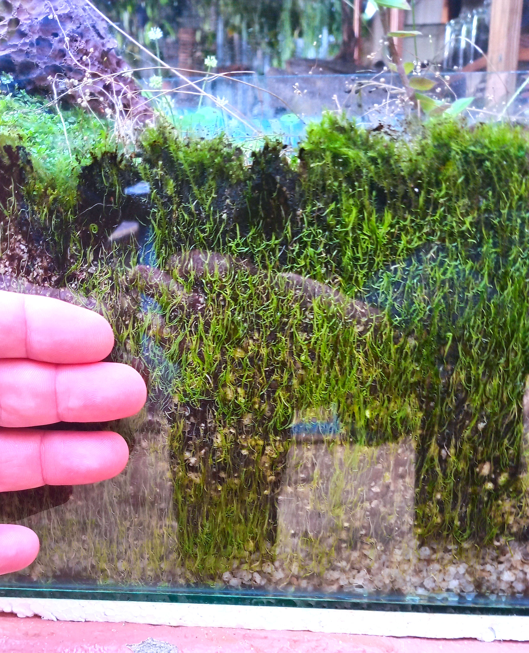 Utricularia sp. Bladderwort 5cm pot