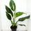 Thumbnail: Spathiphyllum AUREA 'Jet Diamond' WYSIWYG (NR11)