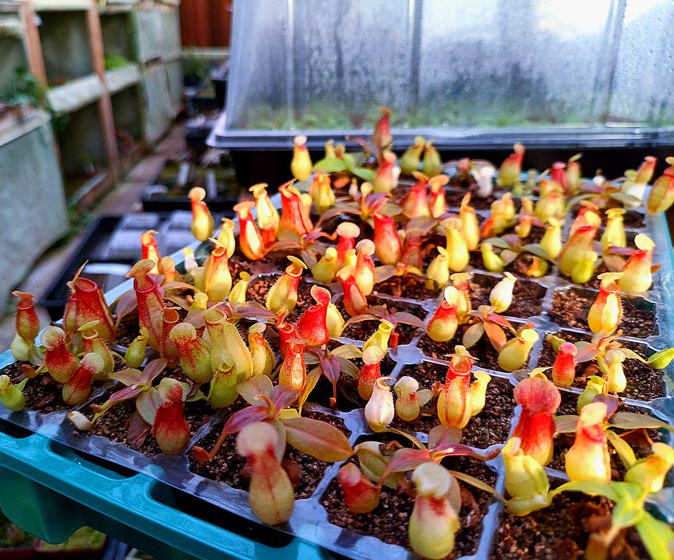 Thumbnail: Nepenthes 'gaya' 8cm pot