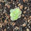 Thumbnail: Pinguicula ehlersiae - butterworth