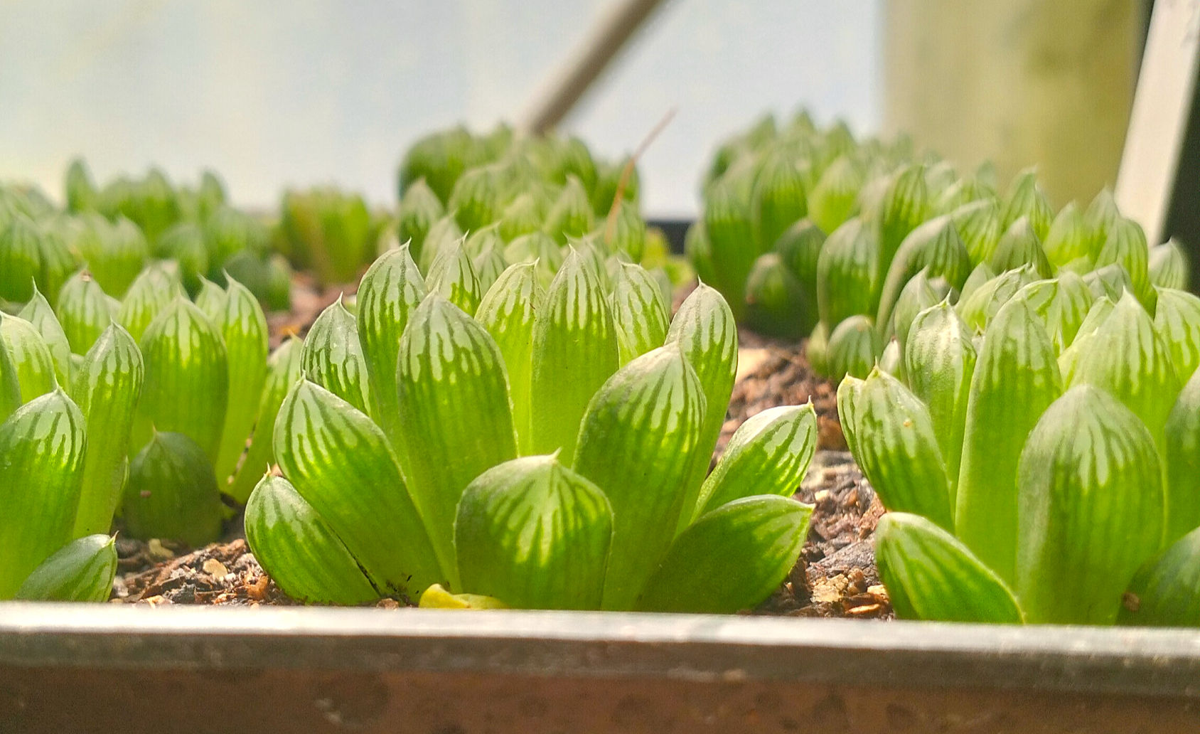 Haworthia cooperi