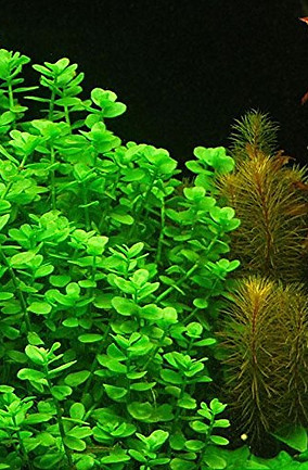 bacopa amplexicaulis-1.jpg