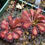Thumbnail: Drosera spathulata 'Lantau Island'