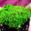 Thumbnail: Terrarium moss LARGE PLUG