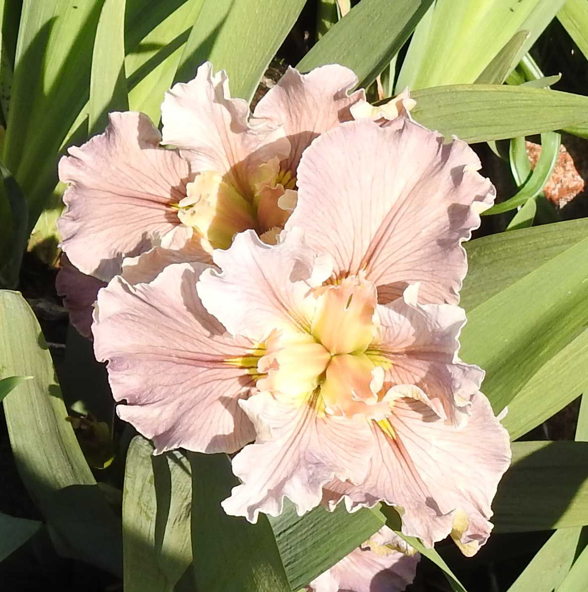 Special Iris colour 62 - Iris Louisiana - My biscuit