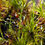 Thumbnail: Dicranum sp? inhouse