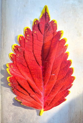 レアグルーヴLaurie Holloway/Cumulus Coleus Fairway'Red Velvet' - Cutting | Aquatic Plants SA