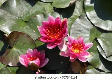 Pond Lily - Laydekeri lilacea (Pink)