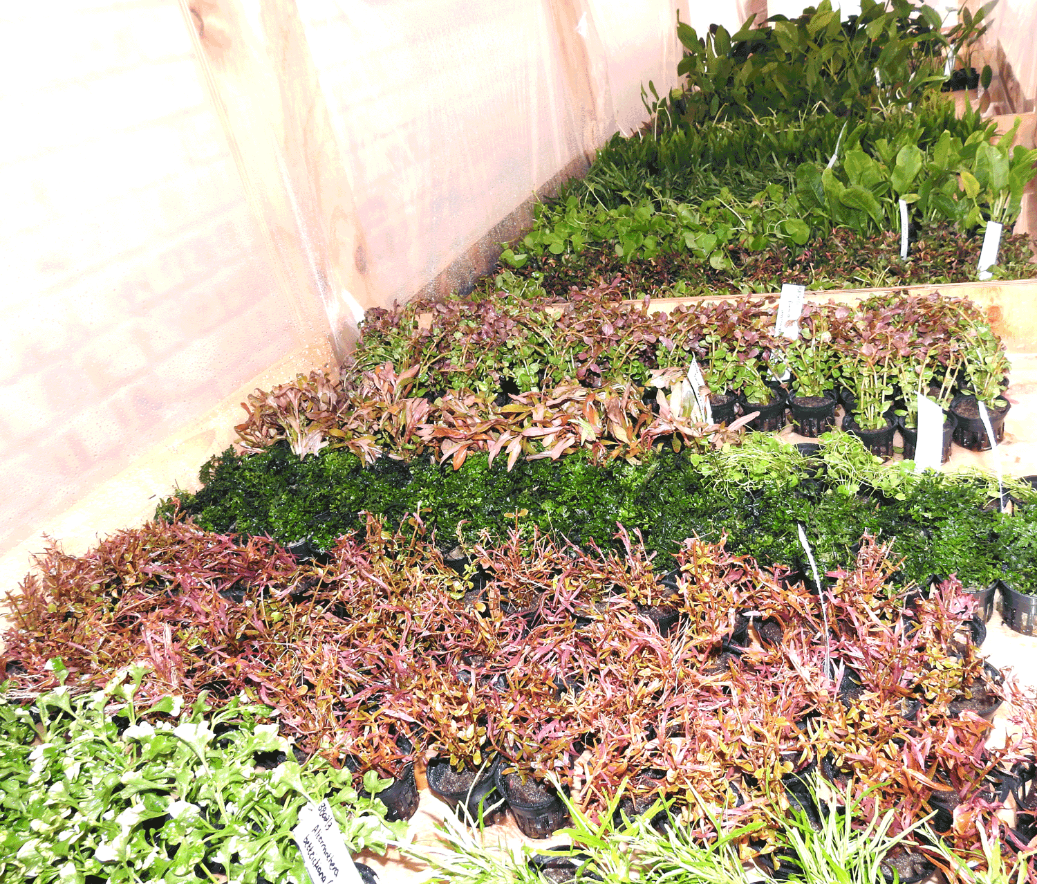 Aquarium Plants Aquatic Plants SA