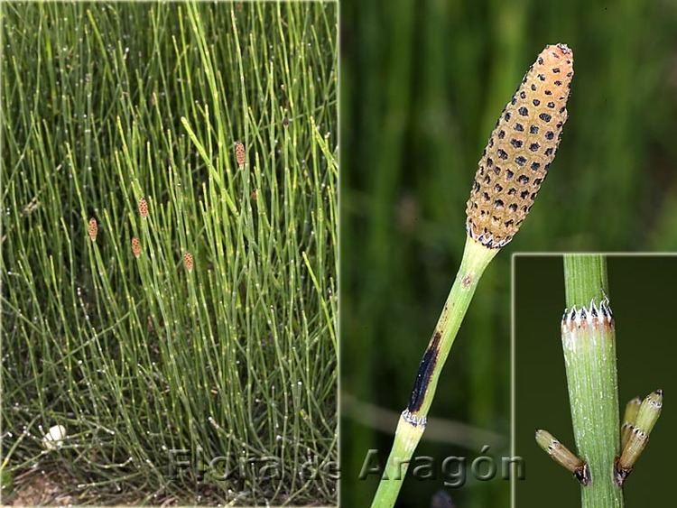 Horsetail_Mama