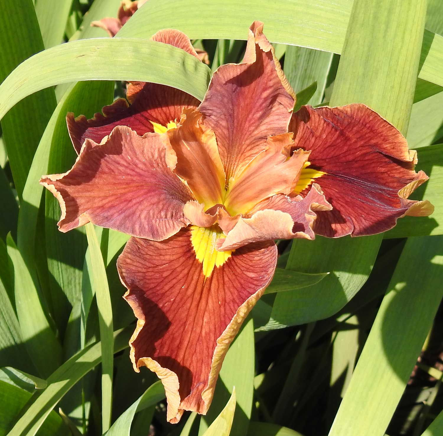 Special Iris colour 9 - Iris Louisiana