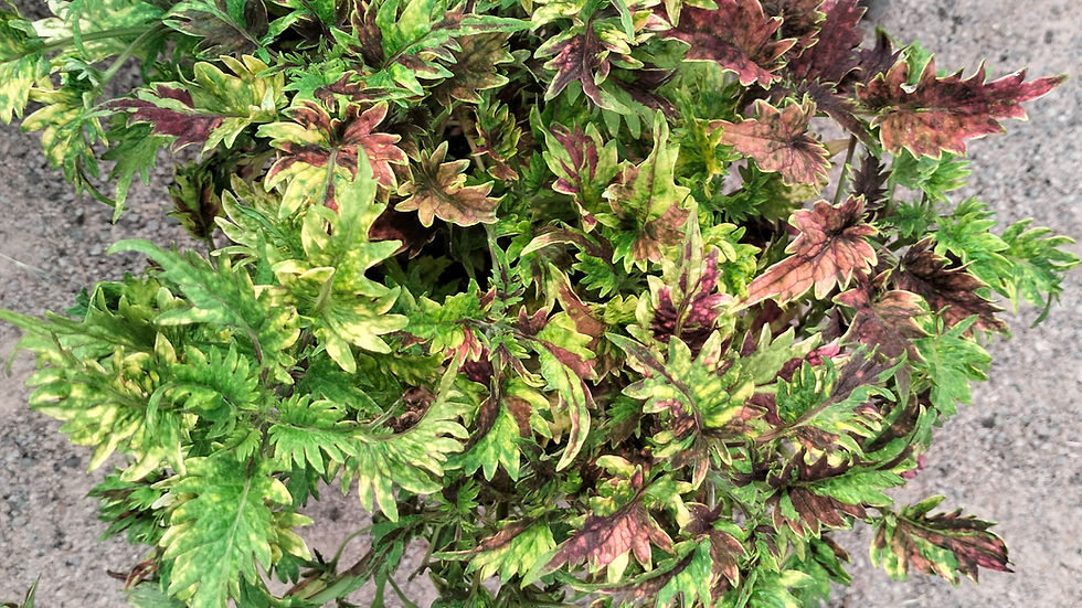 Thumbnail: Coleus 'Twist & Twirl' - Cutting