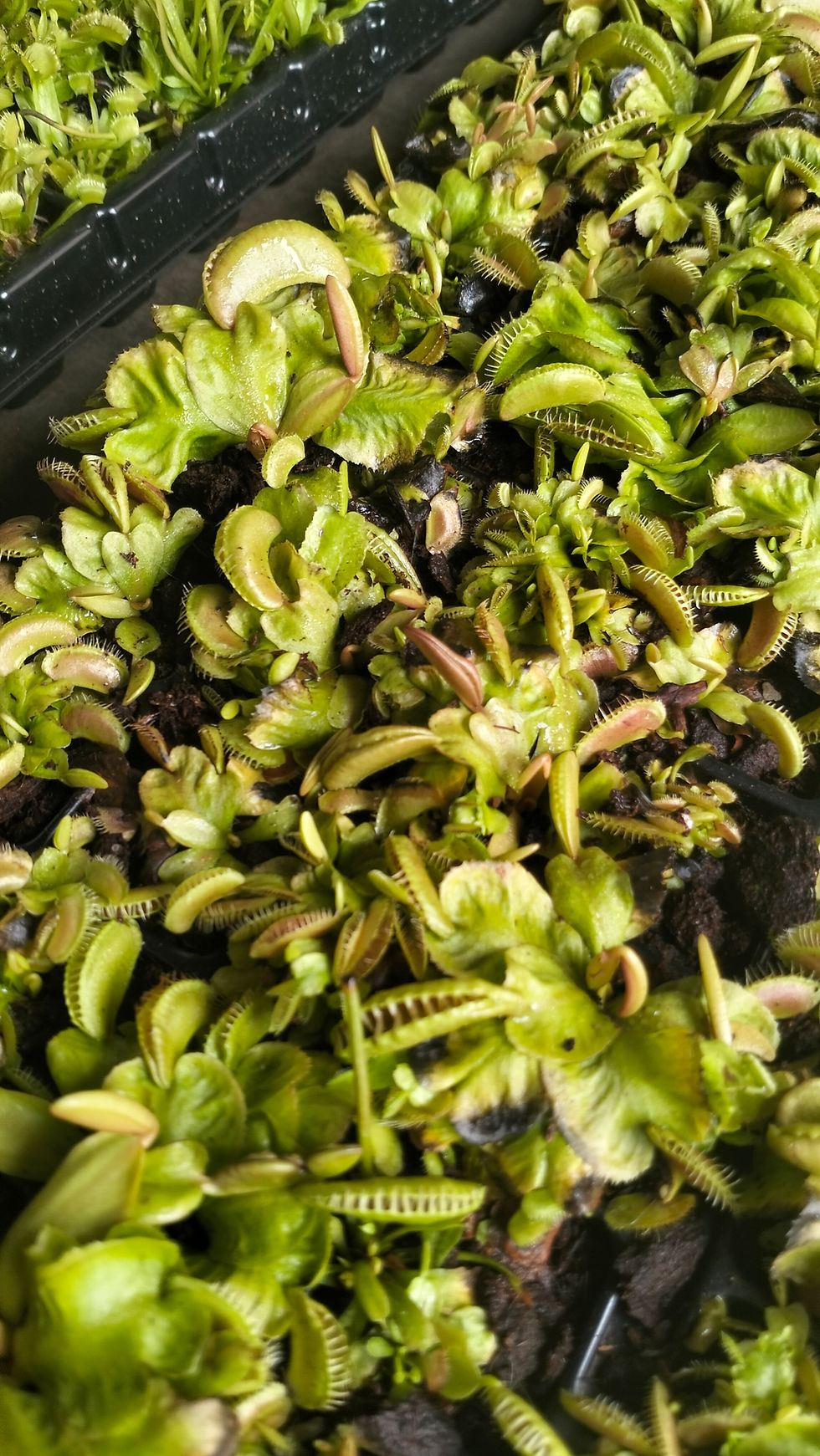 Thumbnail: Dionaea muscipula "Ramesse" - Venus Fly Trap MED