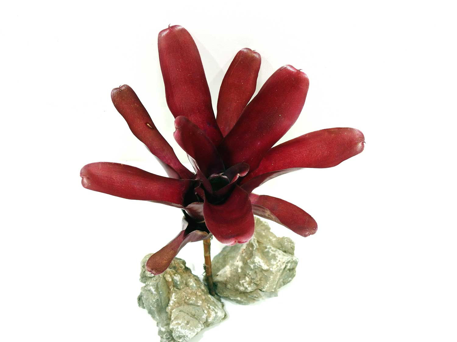 "Fireball" Mini Bromiliad - Neoregalia sp.