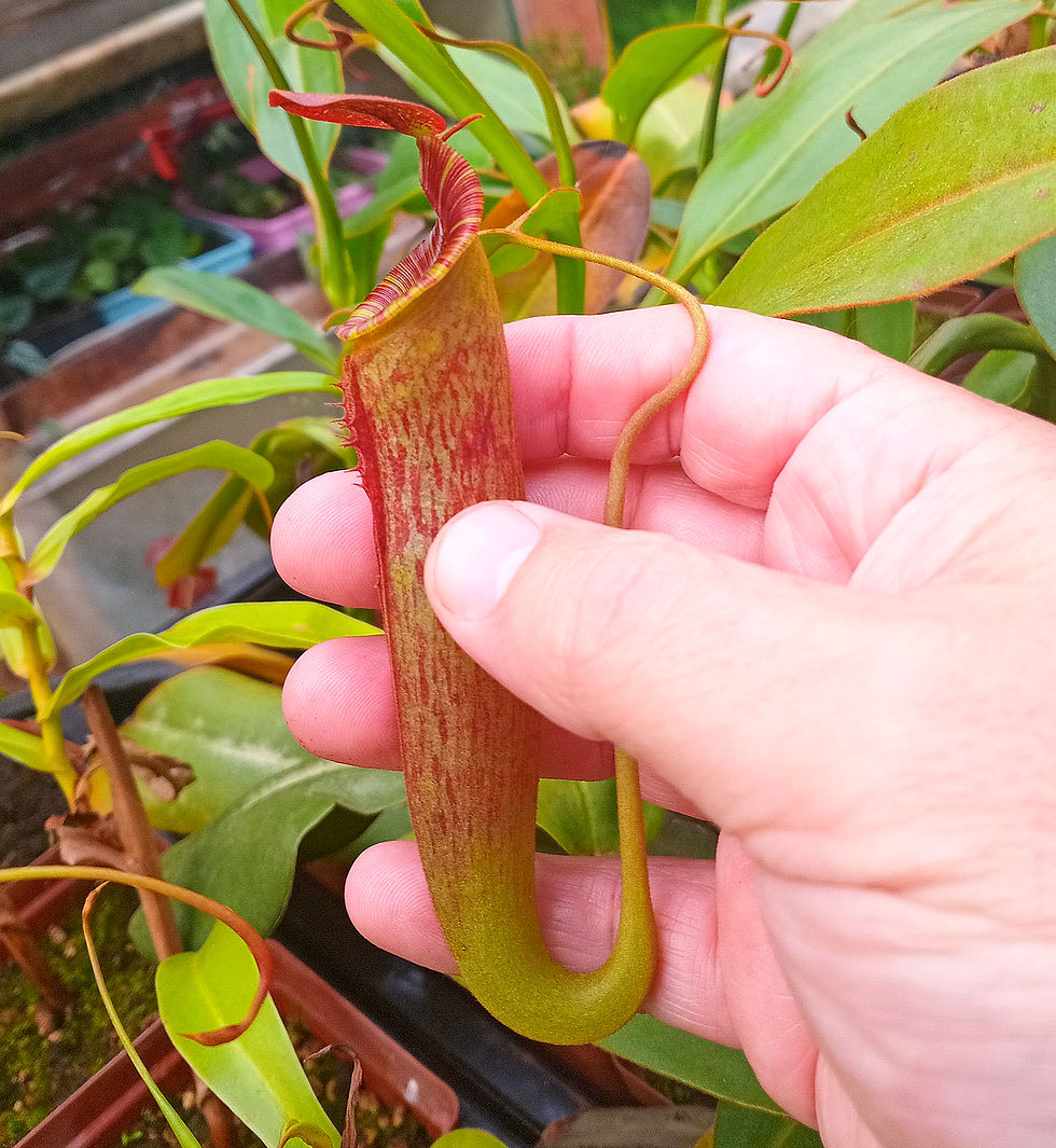 Thumbnail: Nepenthes (truncata x northiana) x (veitchii x boschiana)