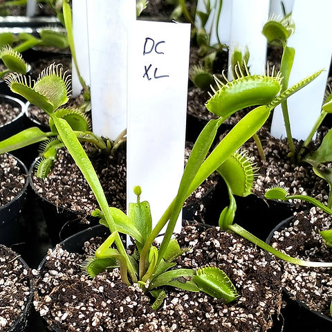 DCXL - Venus fly trap Large | Aquatic Plants SA