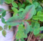 Thumbnail: Trifolium repens ‘Red Midrib’ - rooted stolon