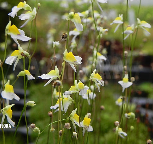 Utricularia-bisquamata-1.jpg