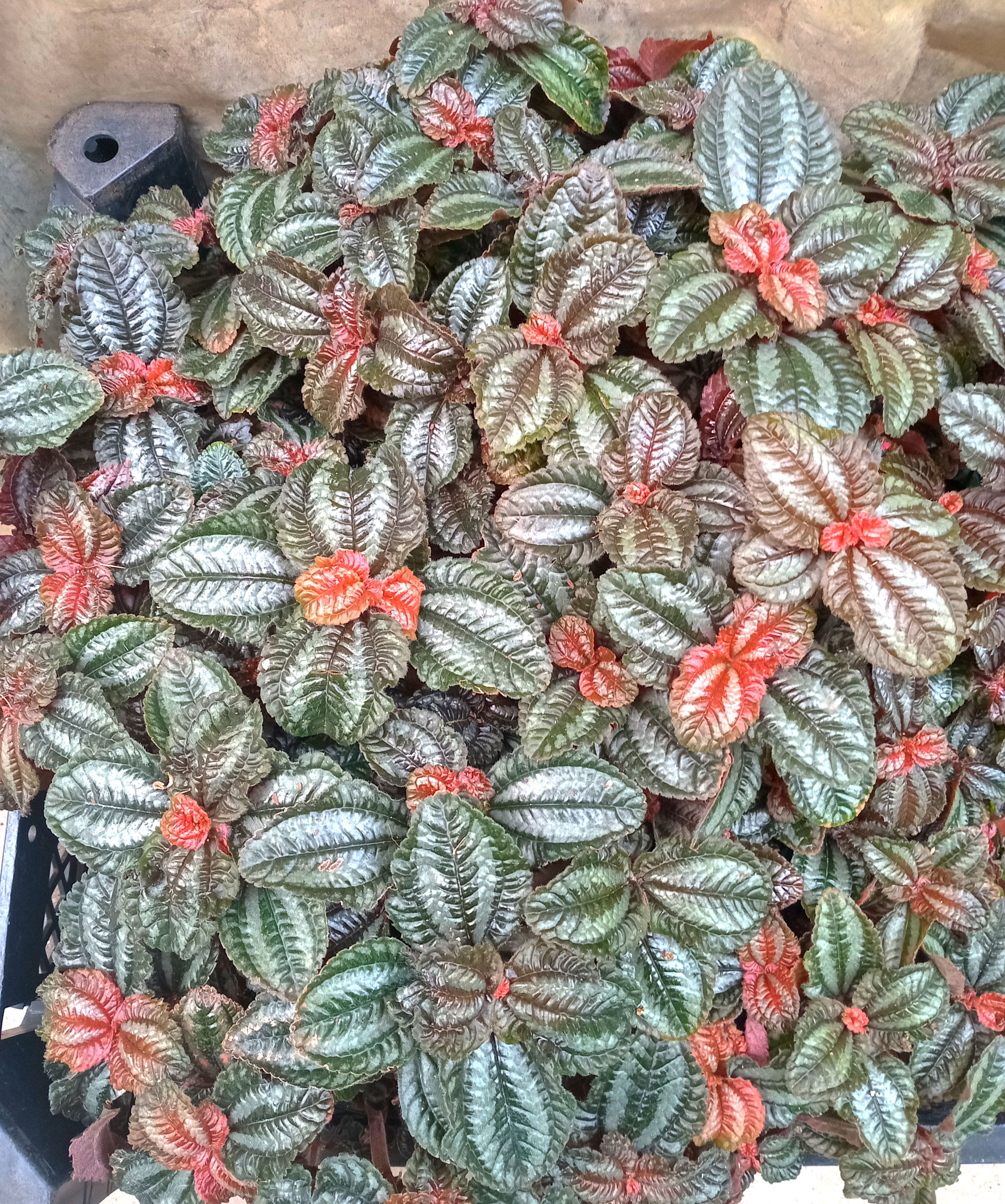 Pilea cadierei  'RED' - Rooted cutting