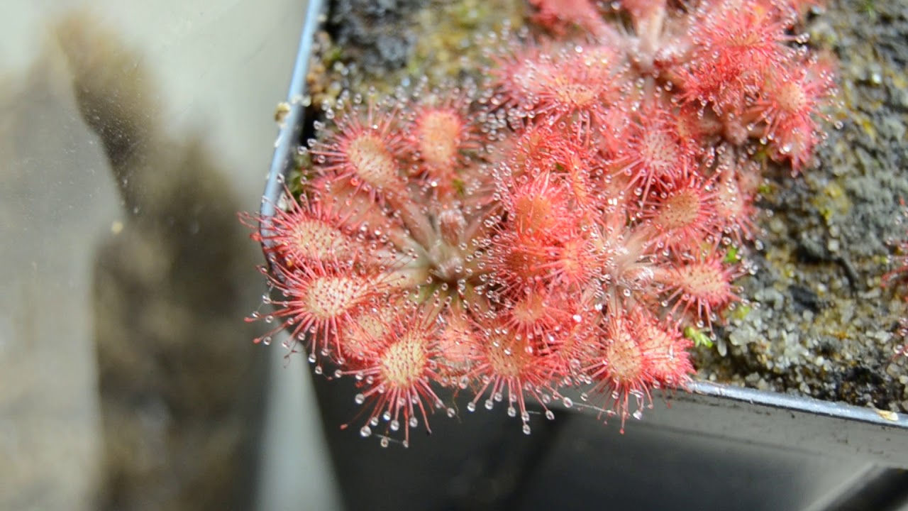 Drosera lantau