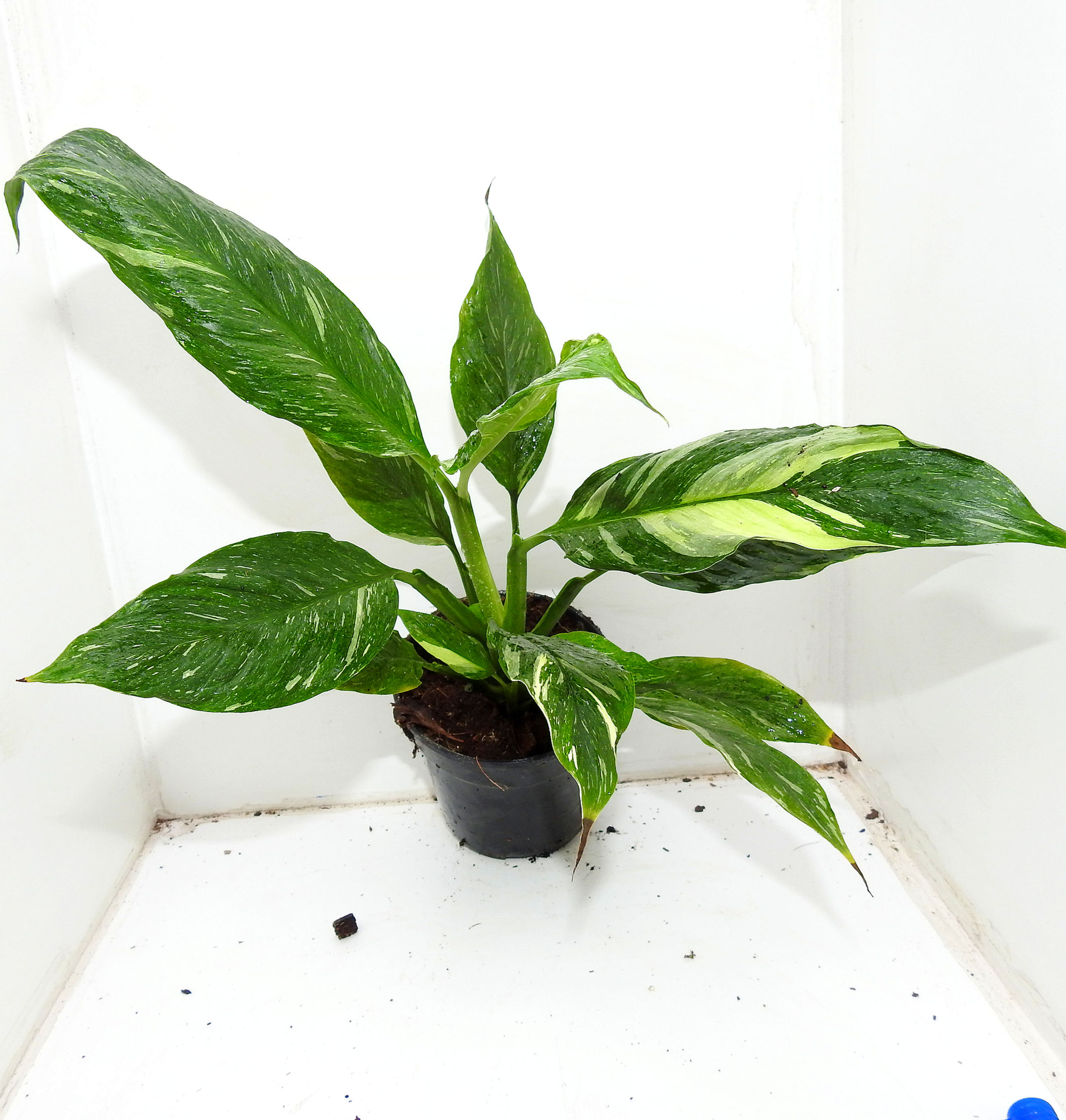Spathiphyllum AUREA 'Jet Diamond' WYSIWYG (NR21)