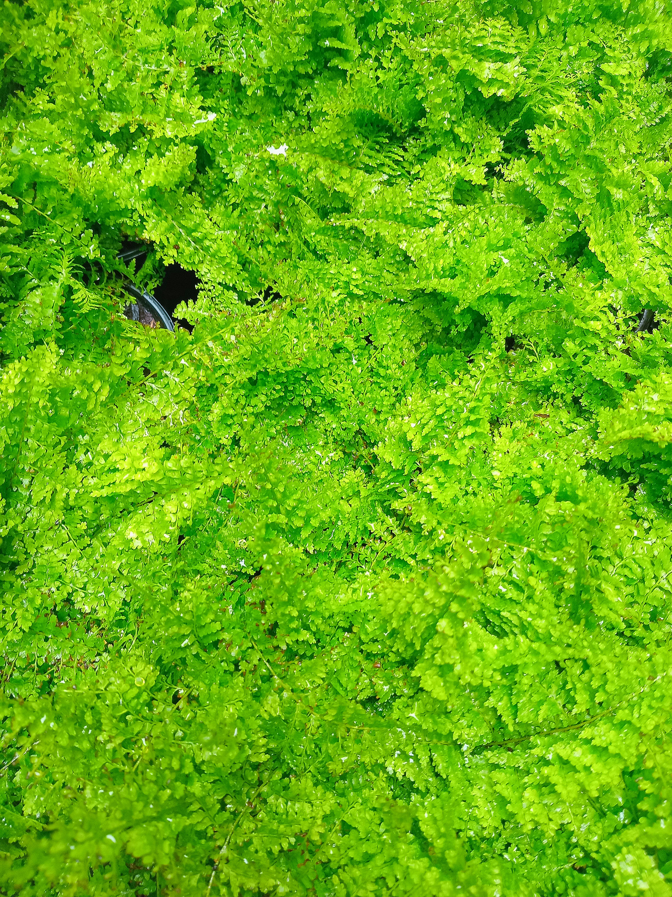 Nephrolepis exaltata ‘cotton candy’ 12cm pot