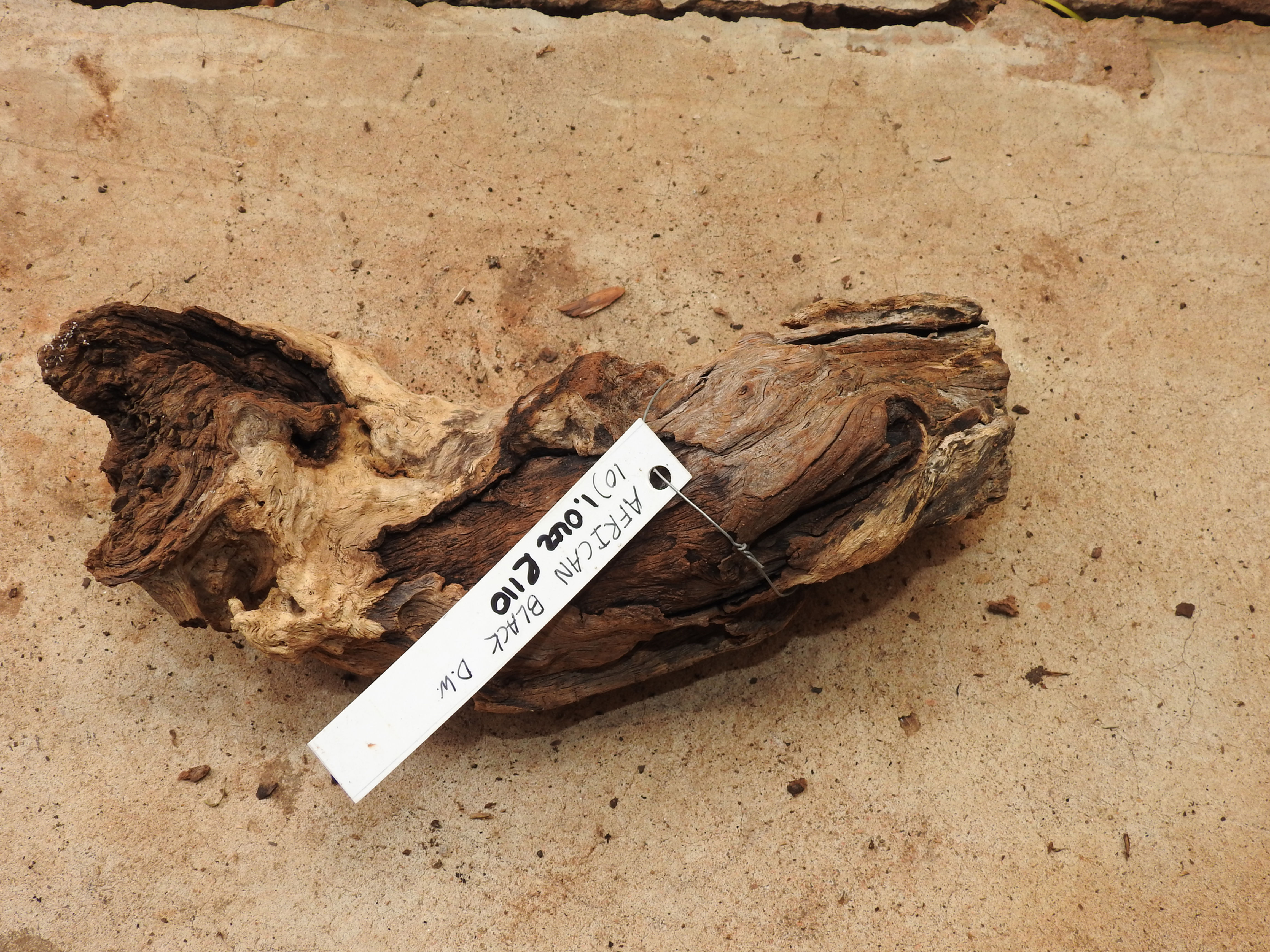 African Black Driftwood #10