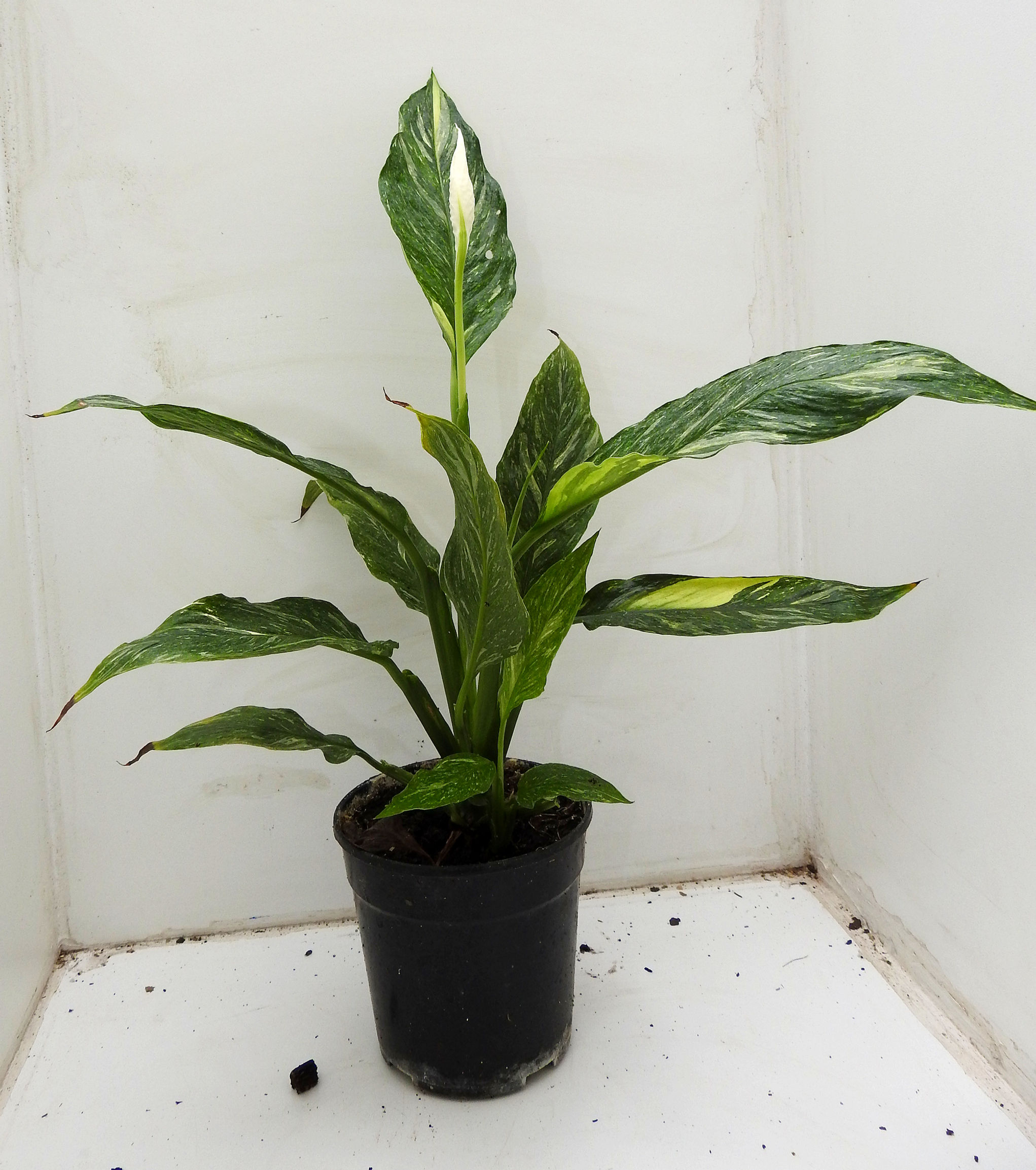 Spathiphyllum AUREA 'Jet Diamond' WYSIWYG (NR20)