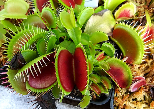 Dionaea muscipula 