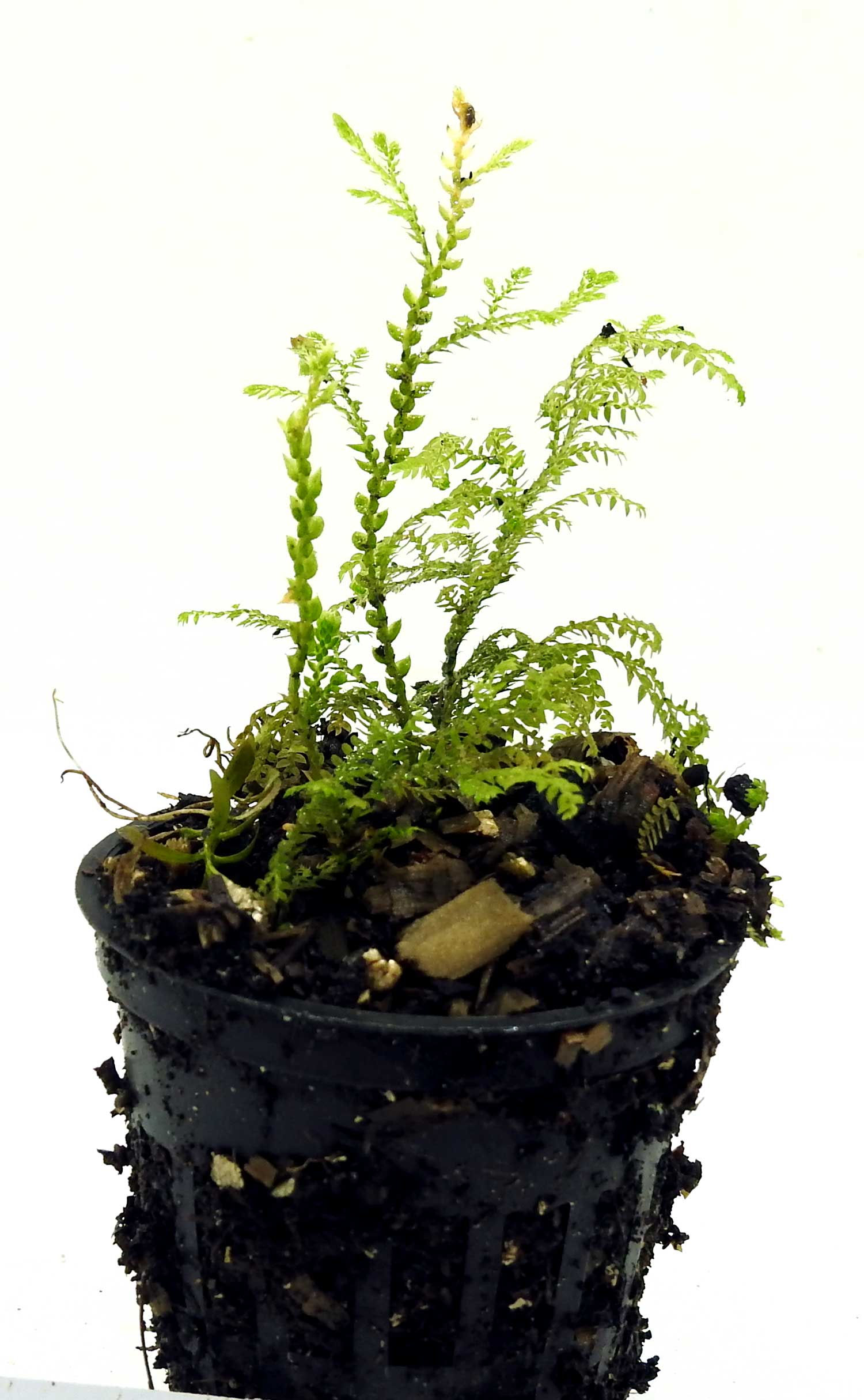 Pale Spike-moss - Selaginella pallescens Plug S