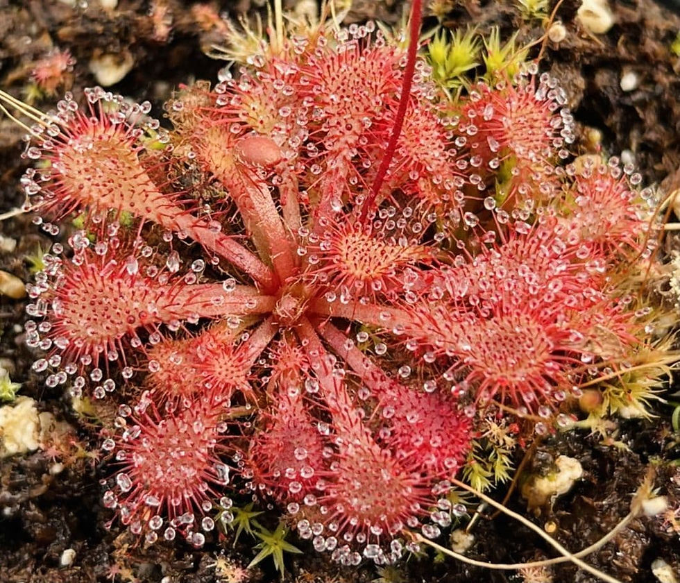 Carnivorous | Aquatic Plants SA