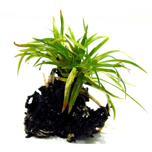 Eriocaulon sp. vietnam Rooted Aquatic Plants SA