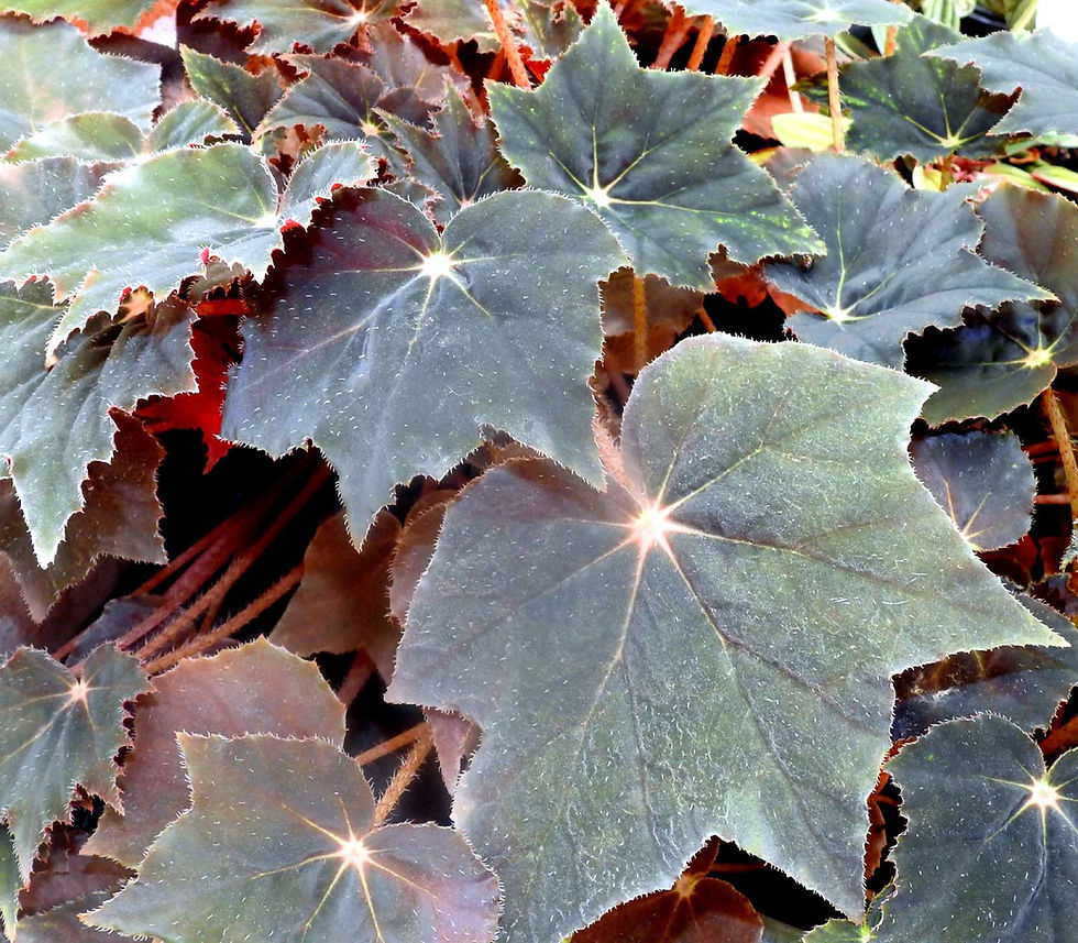 Thumbnail: Begonia Black Velvet - rooted