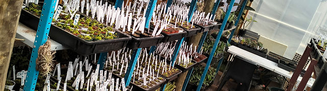 Back-in-stock | Aquatic Plants SA