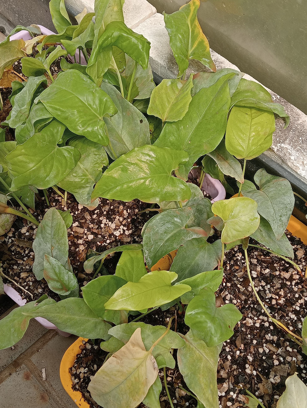 Thumbnail: Syngonium sp. wild type - Rooted