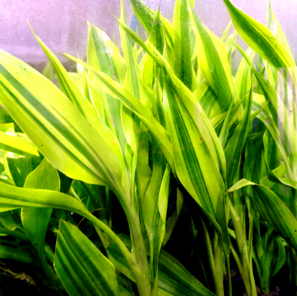 dragon tree variegated Dracaena Variegatus Rooted cutting Aquatic