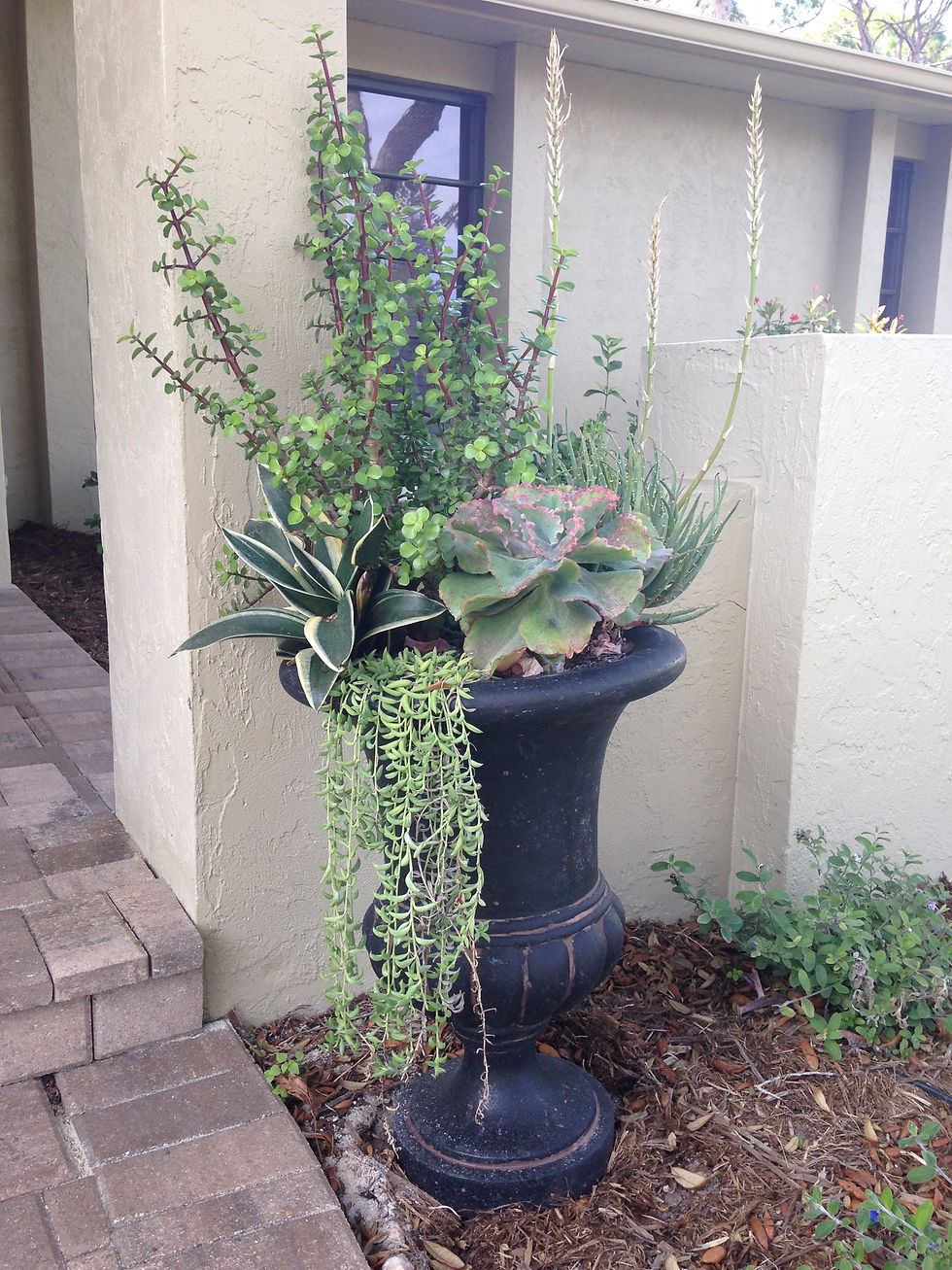 Hankins 2015-02-03 (6)